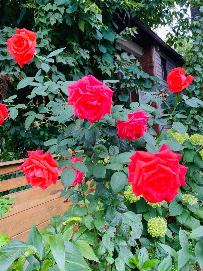 تورونتو Lovely II Space Share A Room East York Canada المظهر الخارجي الصورة